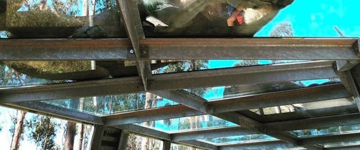 The mighty one 👌 can I take you home??? 🐾 #zoo #zoosantoinacio #zoosantoinácio #animal #animals #petstagram #petsagram #photooftheday #lions #lion #animallovers #kingofthejungle