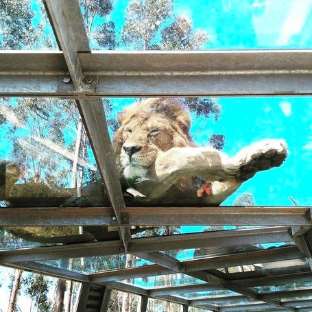 The mighty one 👌 can I take you home??? 🐾 #zoo #zoosantoinacio #zoosantoinácio #animal #animals #petstagram #petsagram #photooftheday #lions #lion #animallovers #kingofthejungle