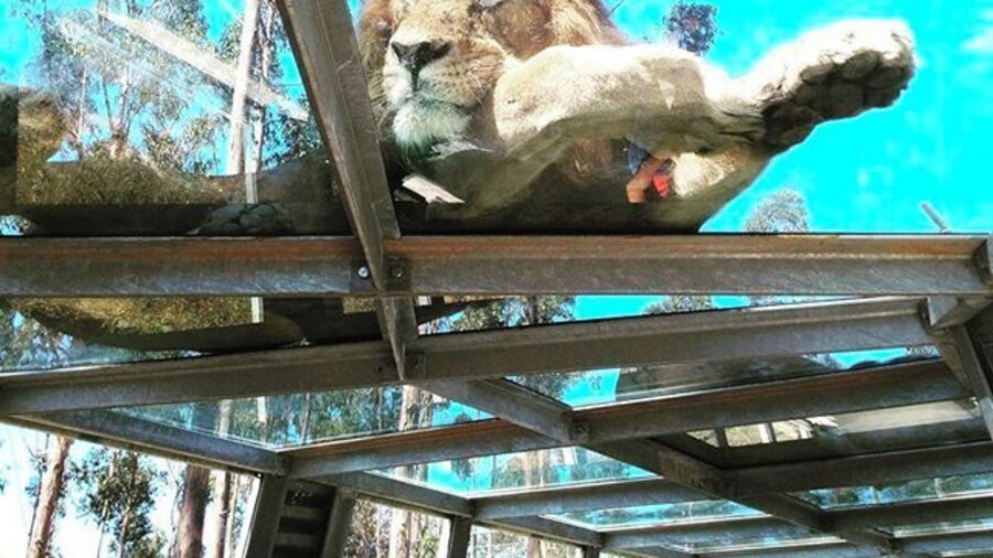 The mighty one 👌 can I take you home??? 🐾 #zoo #zoosantoinacio #zoosantoinácio #animal #animals #petstagram #petsagram #photooftheday #lions #lion #animallovers #kingofthejungle