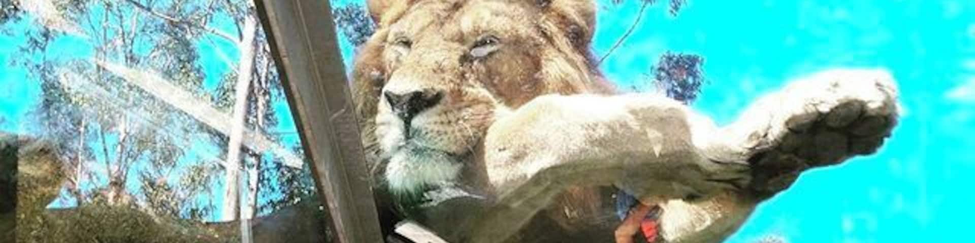 The mighty one 👌 can I take you home??? 🐾 #zoo #zoosantoinacio #zoosantoinácio #animal #animals #petstagram #petsagram #photooftheday #lions #lion #animallovers #kingofthejungle