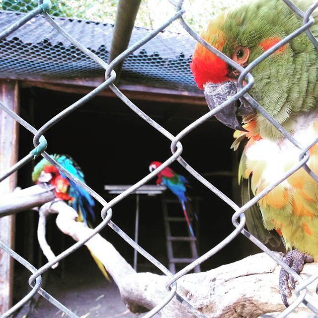A parrot behind a chain-link fence, with another parrot visible in the background.