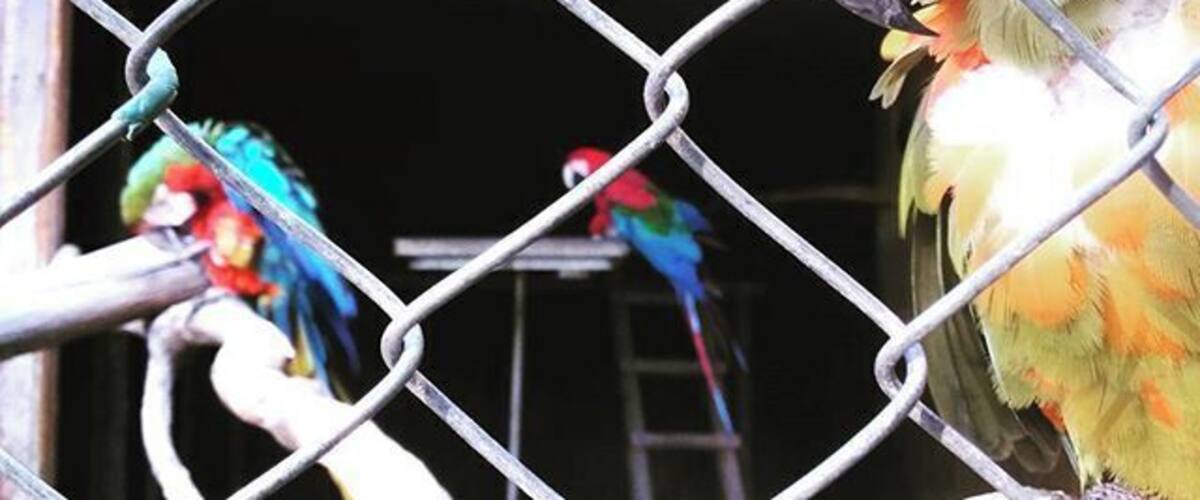 A parrot behind a chain-link fence, with another parrot visible in the background.