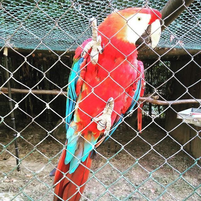 #zoo #zoosantoinacio #zoosantoinácio #animal #animals #petstagram #petsagram #photooftheday #parrott #parrots #parrotsofinstagram #macaw #macaws #macawsofinstagram #animallovers
