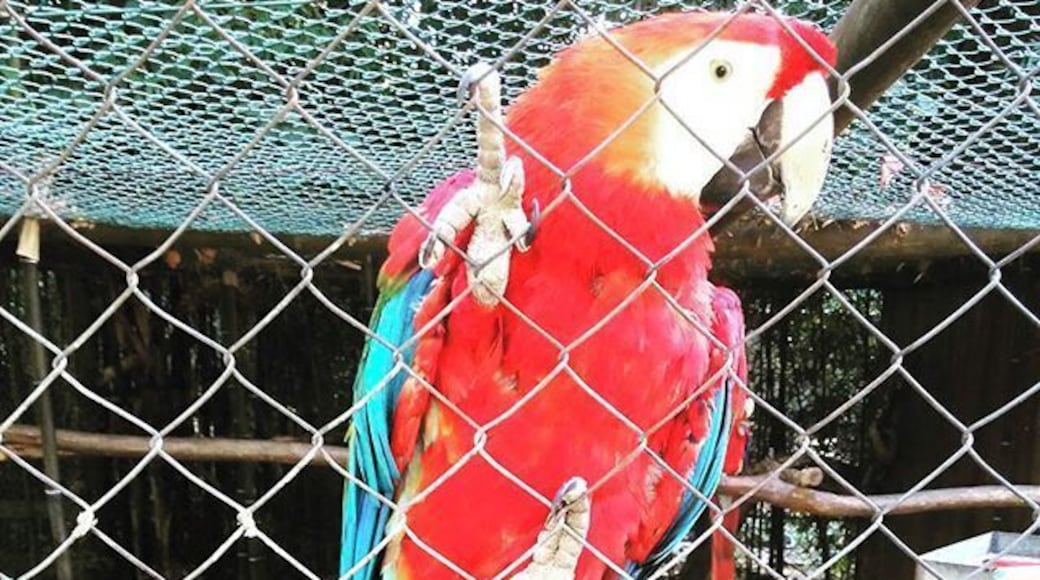 #zoo #zoosantoinacio #zoosantoinácio #animal #animals #petstagram #petsagram #photooftheday #parrott #parrots #parrotsofinstagram #macaw #macaws #macawsofinstagram #animallovers