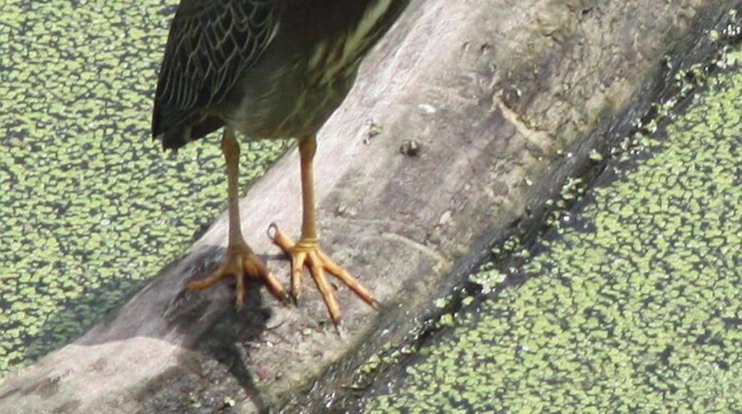 This is a green heron on Canabury Pond in Little Canada, MN. They nest in our trees and we have baby herons each summer!!