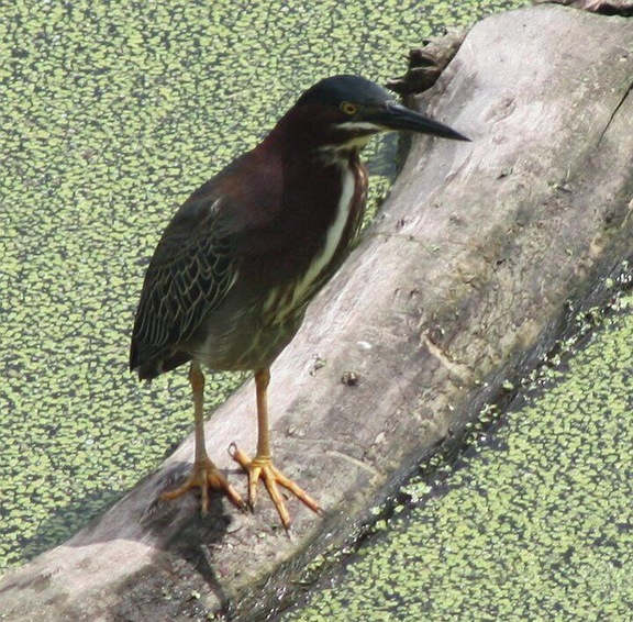This is a green heron on Canabury Pond in Little Canada, MN. They nest in our trees and we have baby herons each summer!!