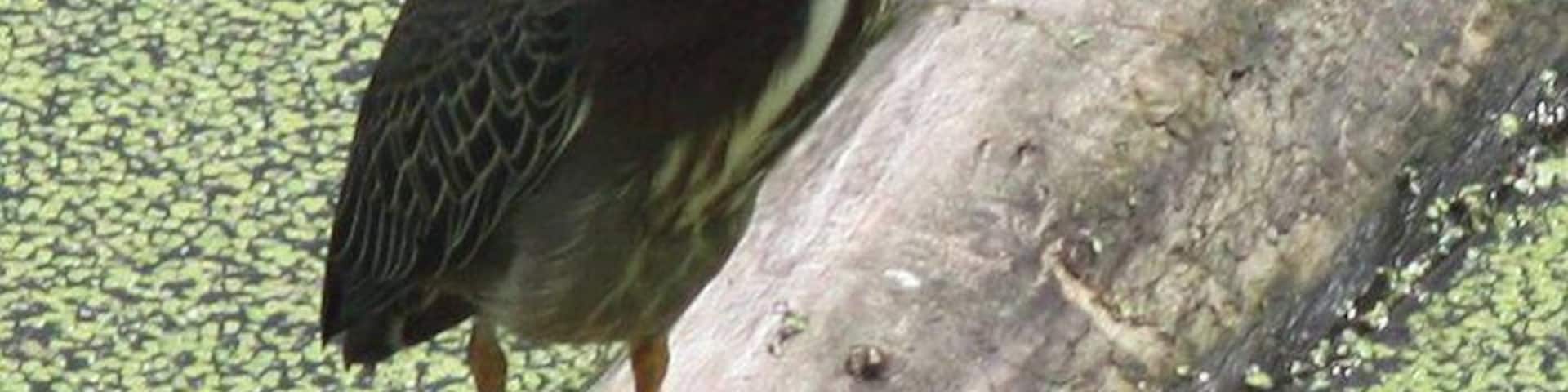 This is a green heron on Canabury Pond in Little Canada, MN. They nest in our trees and we have baby herons each summer!!