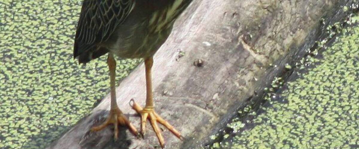 A bird standing on a log in a body of water with green algae.
