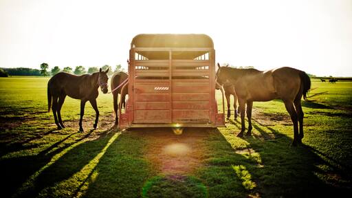 Horses tied to horse trail