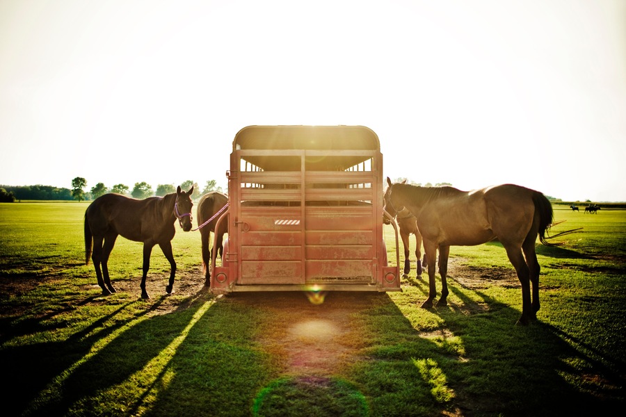 Horses tied to horse trail