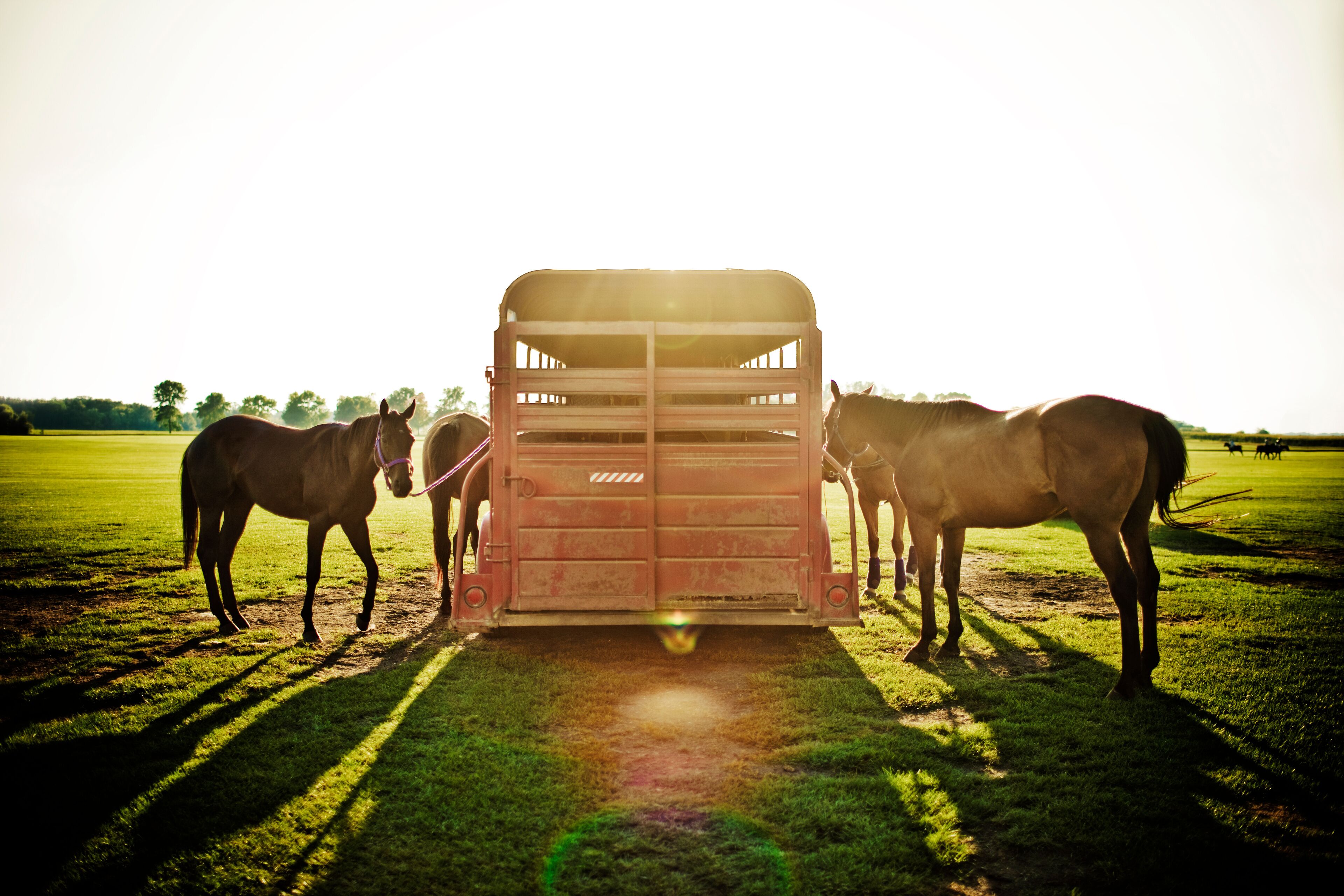 A trailer with two horses standing beside it in a grassy field.