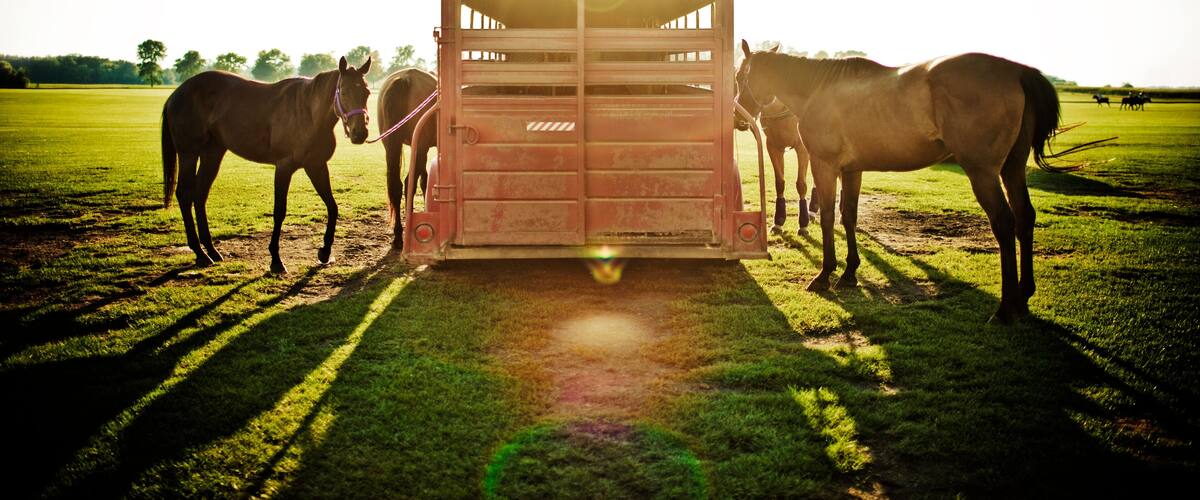 A trailer with two horses standing beside it in a grassy field.