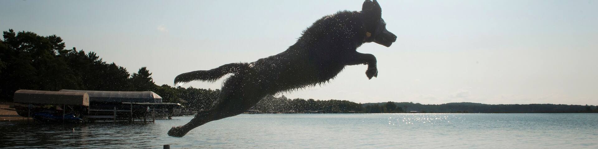 Side view of dog jumping into lake against sky