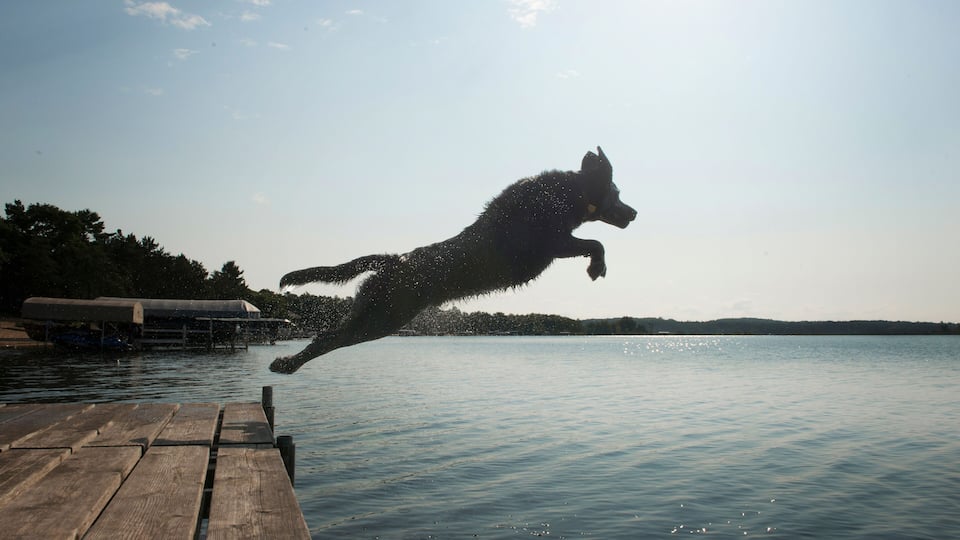 A dog jumping off a dock into a body of water with a clear sky above.