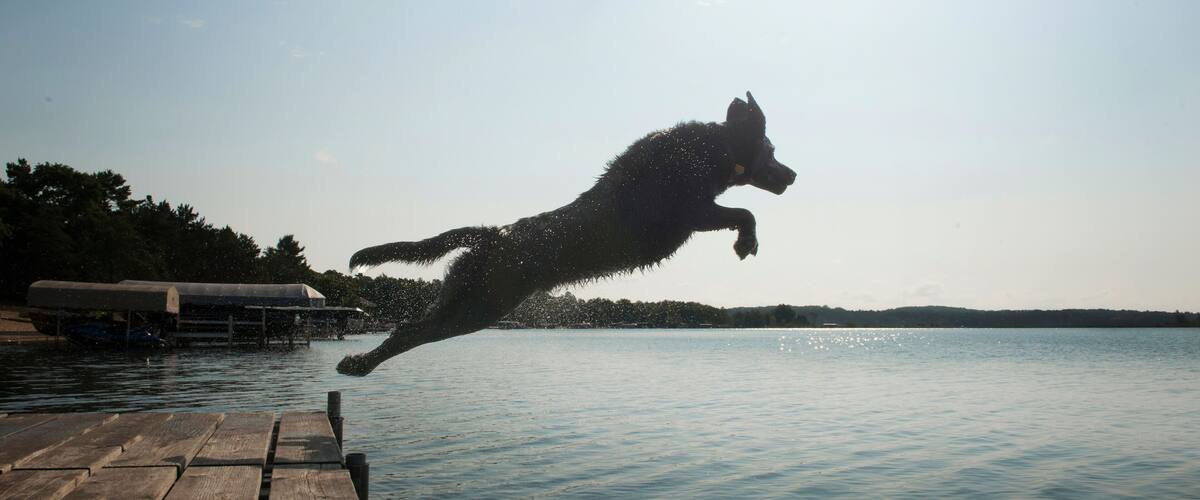 A dog jumping off a dock into a body of water with a clear sky above.