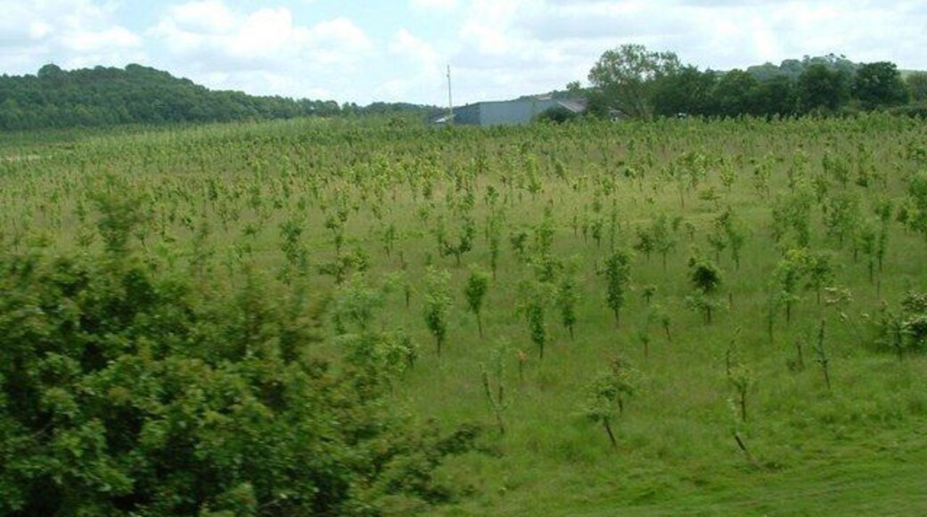 Thorns Farm Thorns Farm from the Northwest. There is a large planting of broad leaved trees surrounding the farm by English Nature.