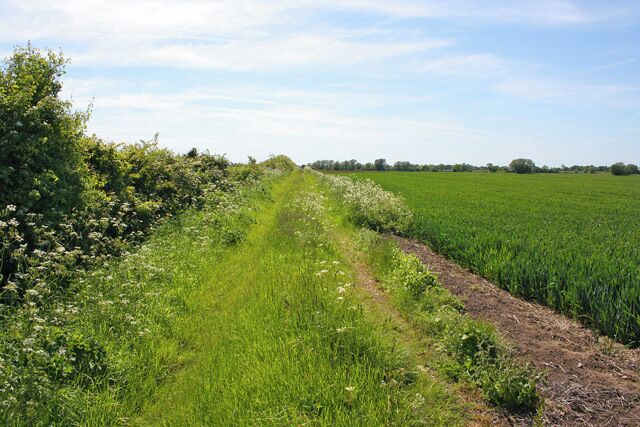 Farm track, Casthorpe, Lincolnshire. Looking westwards, this rough track follows the hedge. The crop is wheat.
