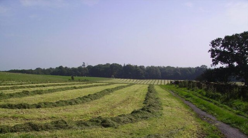 A Late Cut of Silage. Near Burrow on a hot late summer afternoon.