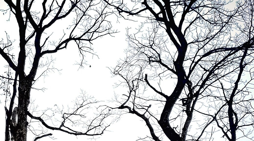 Mt. Tom observation tower at Sibley State Park. Feb. 2018. #mnstateparks
