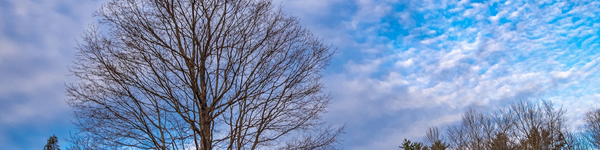A leafless tree in a field with a stone wall and a clear blue sky with clouds.