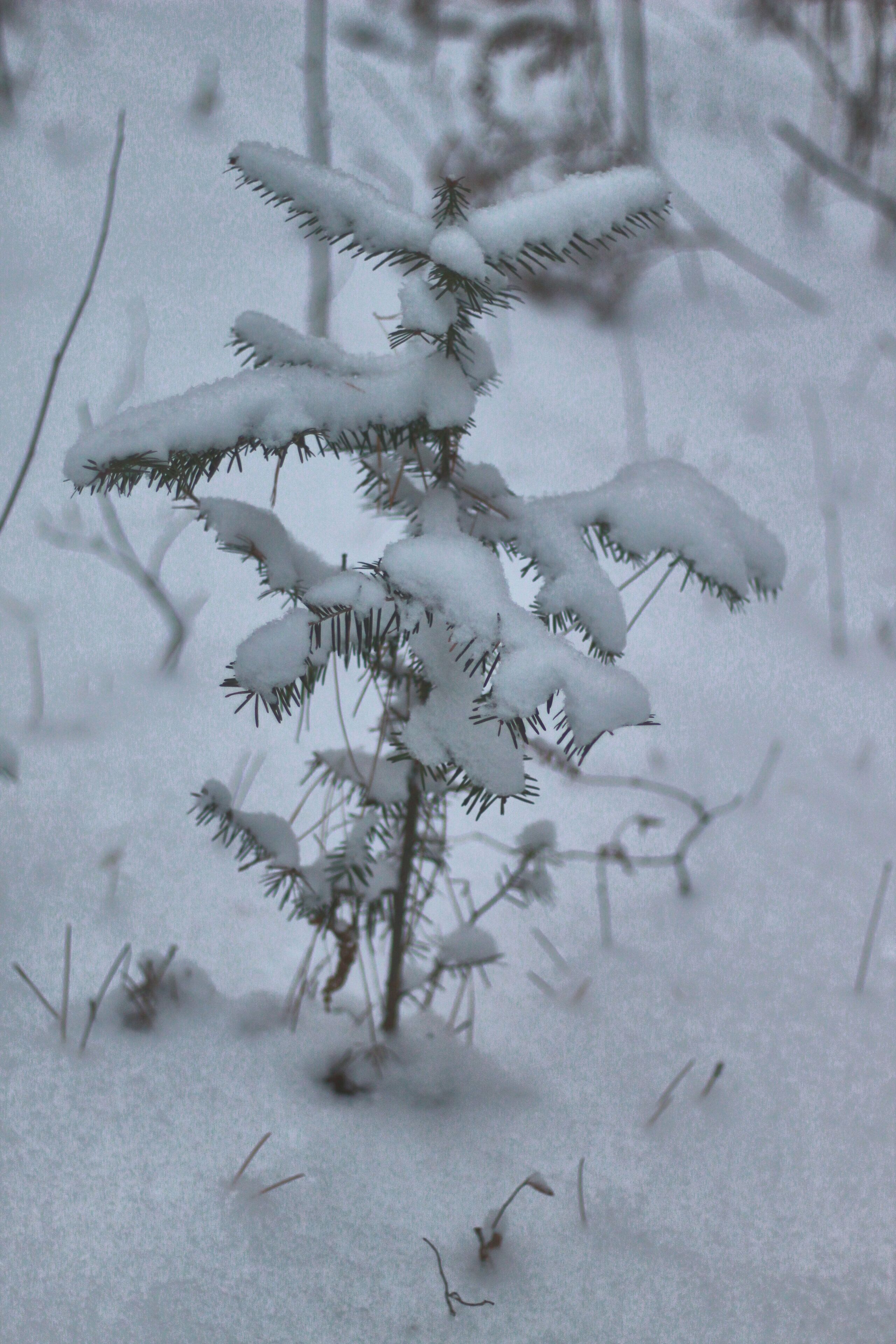 Hiking in the Lost 40 area of MN.  Fresh snowfall was great but the lighting was a challenge.
