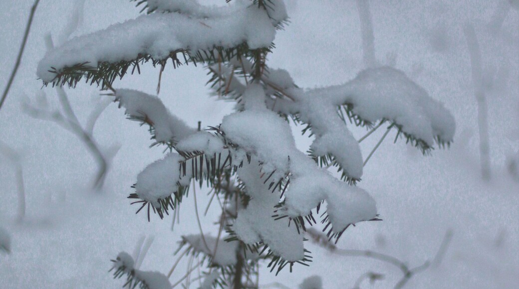 Hiking in the Lost 40 area of MN. Fresh snowfall was great but the lighting was a challenge.