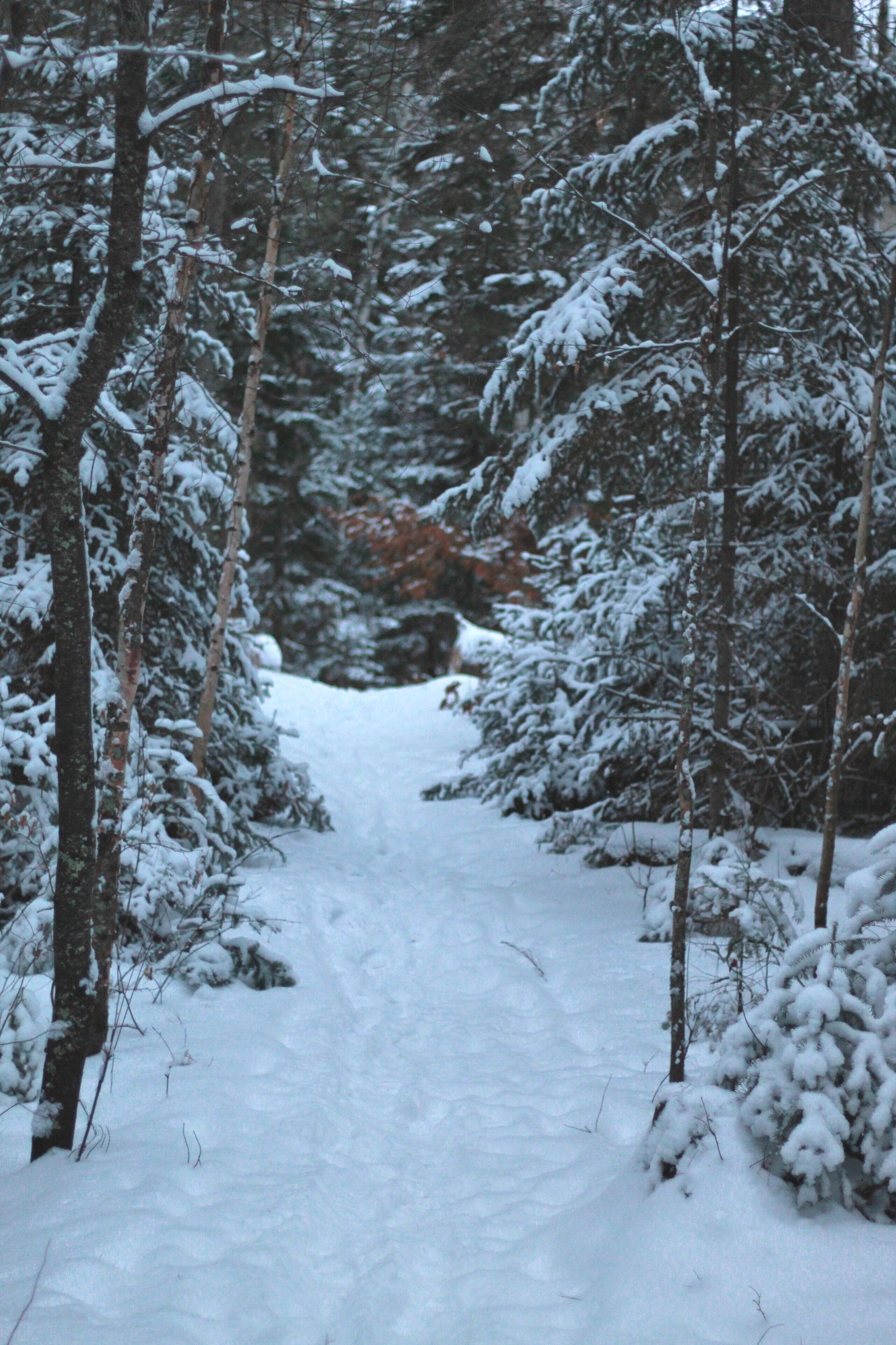 Hiking in the Lost 40 area of MN.  Fresh snowfall was great but the lighting was a challenge.