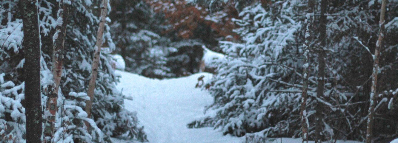 Sendero cubierto de nieve en un bosque denso, con un camino bien definido.