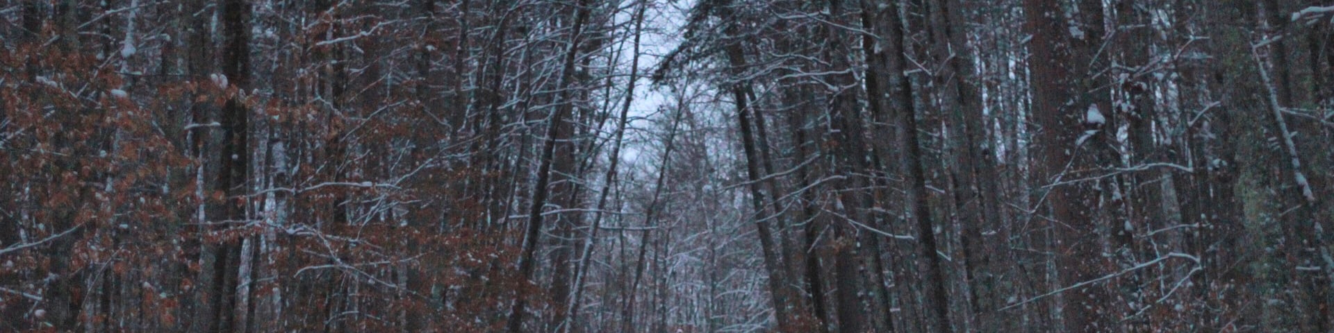 Hiking in the Lost 40 area of MN. Fresh snowfall was great but the lighting was a challenge.