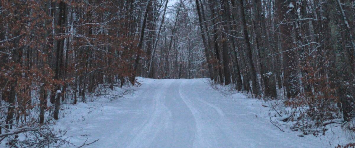 A snow-covered road flanked by leafless trees.