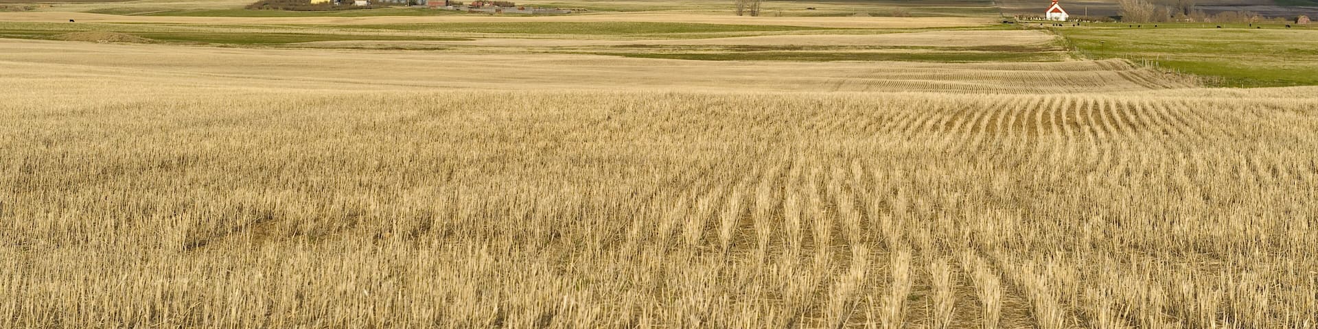 wheat field and small village in background in Canadian Prairies in Saskatchewan, Canada
