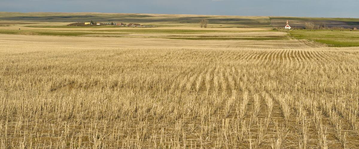 A vast wheat field with a small white church in the distance under a cloudy sky.