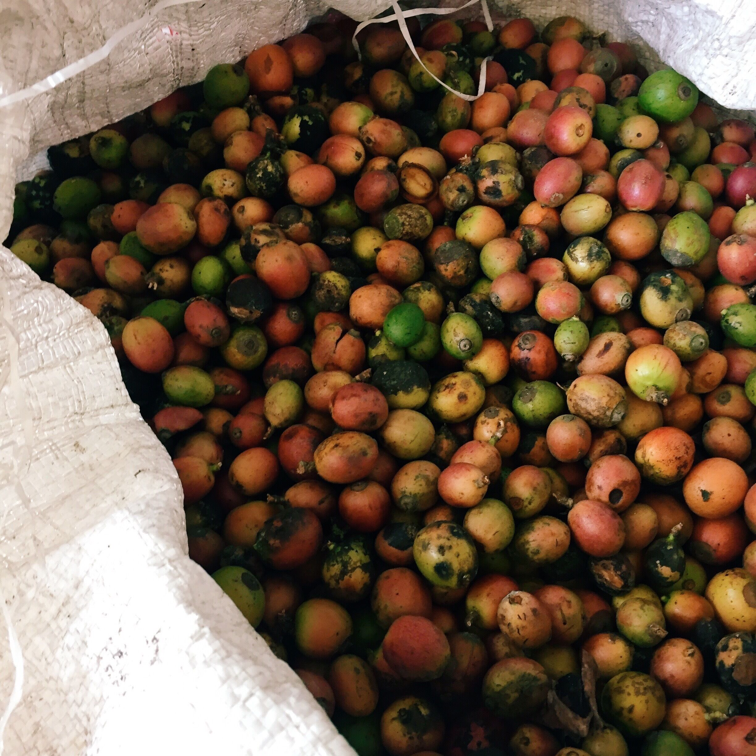 Witness how coffee is produce from berries at this traditional backyard factory. Go around 10-12pm if you want to have a go at roasting coffee the traditional way. Remember to buy some home :)