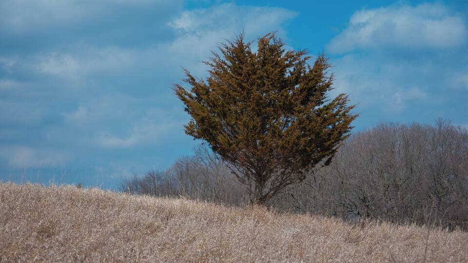 A lone tree in a field with a clear blue sky.