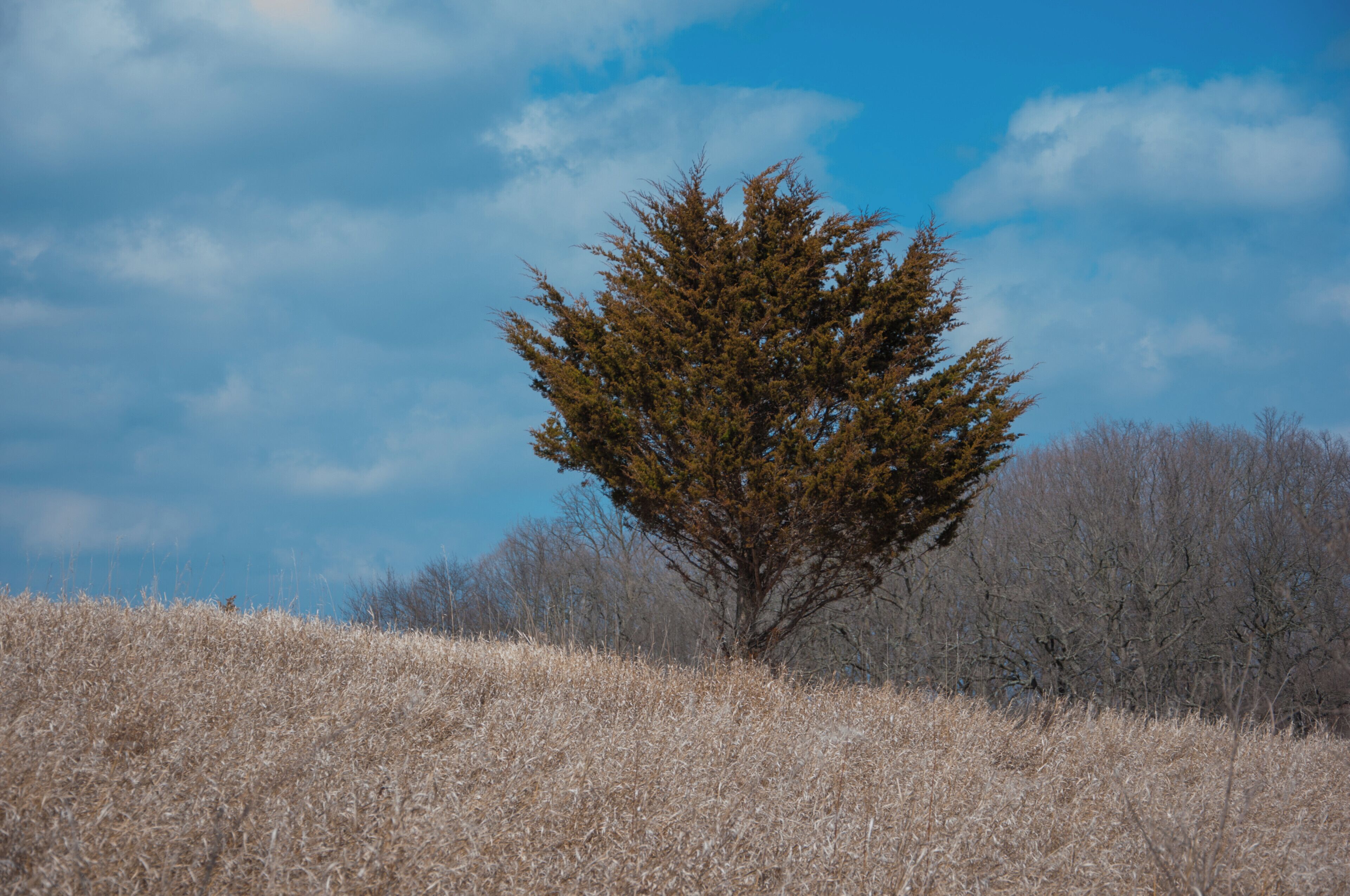 A lone tree in a field with a clear blue sky.