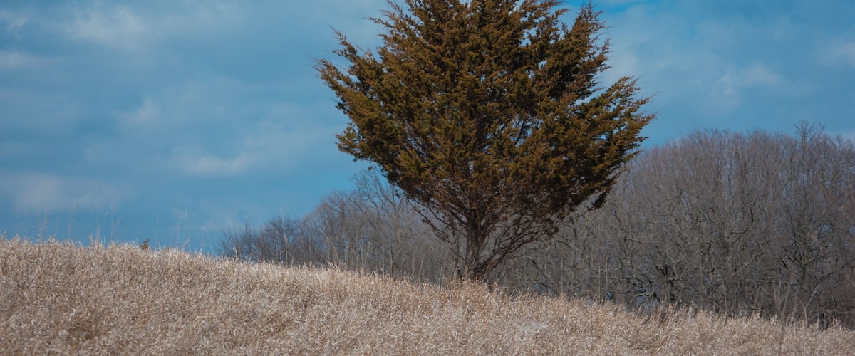A lone tree in a field with a clear blue sky.