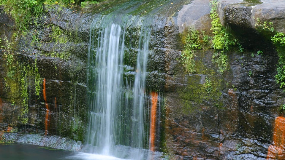 A waterfall cascading over a moss-covered rock surface in a lush, green forest.