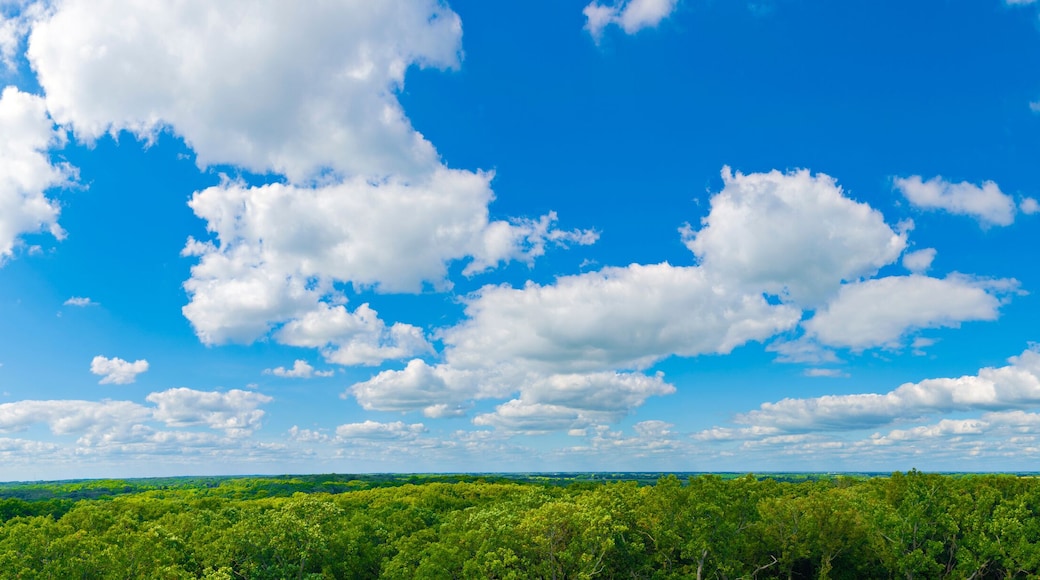 Sibley State Park Mount Tom Trail Blue sky panorama with clouds over tops of green trees