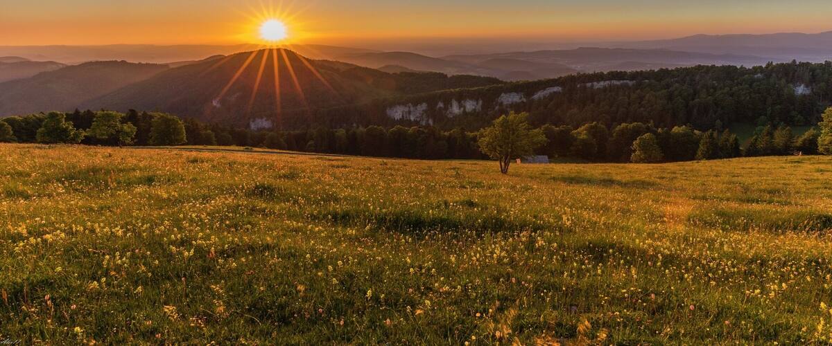 A sunset over a mountainous landscape with a field of wildflowers in the foreground.