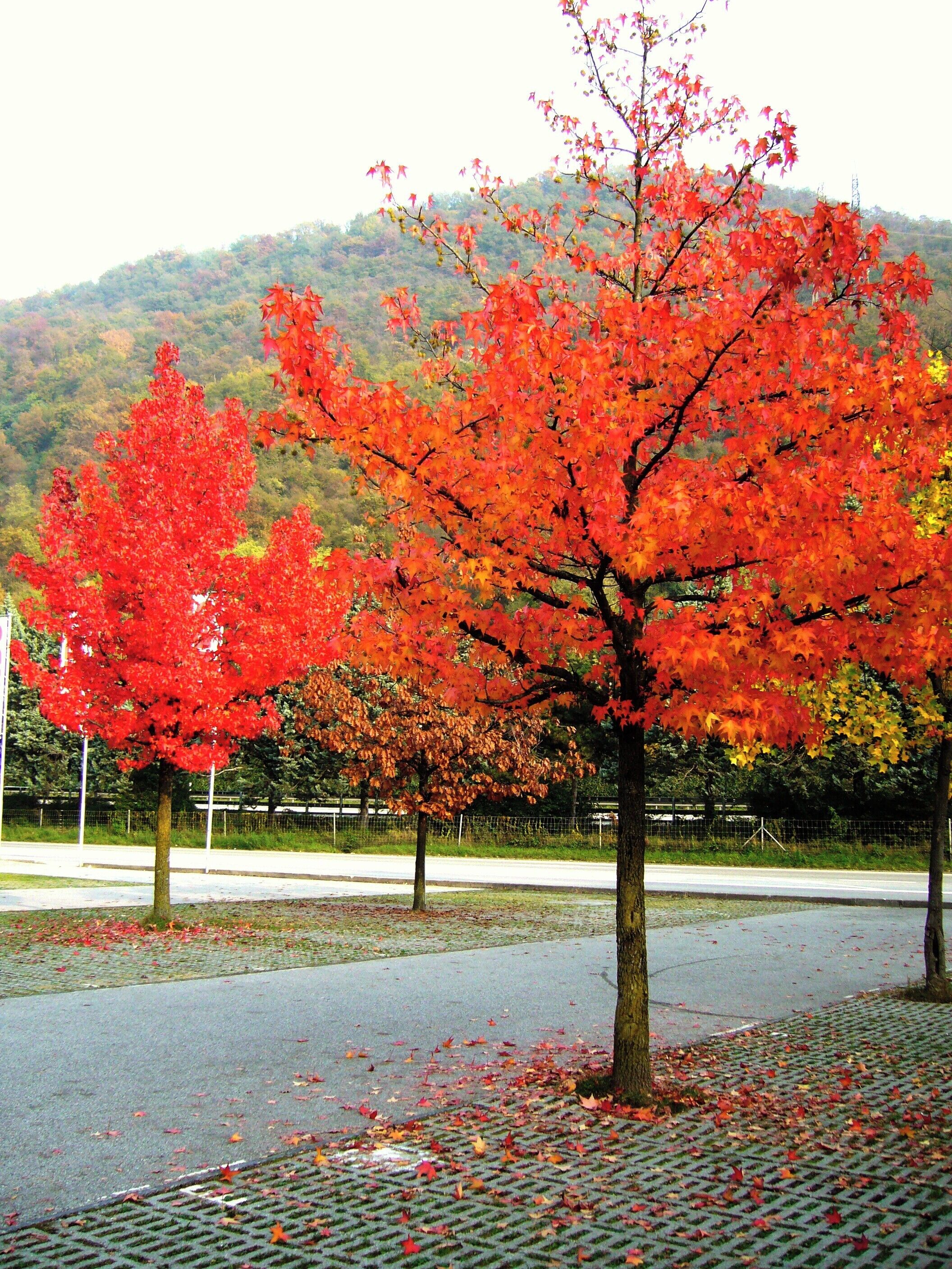 Grancia, Switzerland