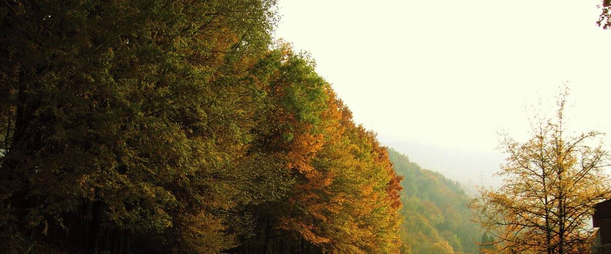A road curving through a forest with autumn foliage.