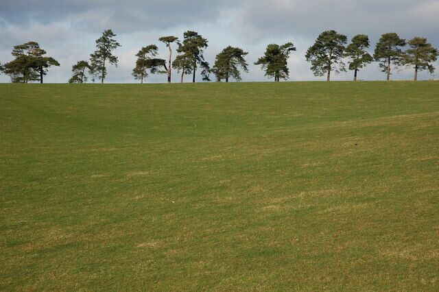 Pine trees near Ebworth Farm Viewed from the footpath to the south, these Scots pine trees line to the road to Ebworth House.