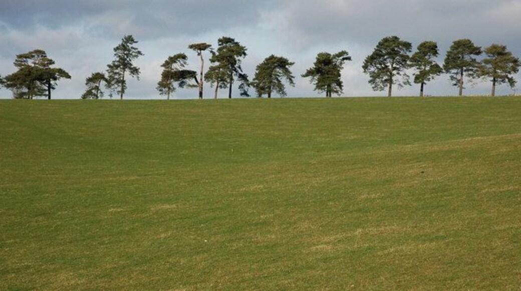 Pine trees near Ebworth Farm Viewed from the footpath to the south, these Scots pine trees line to the road to Ebworth House.