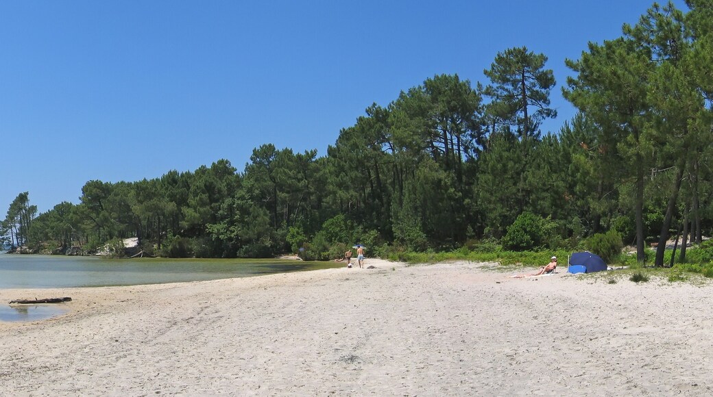Sanguinet lake with big pines along the beach