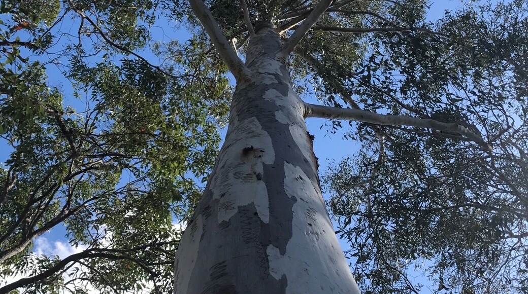 You can't get any more Aussie than this; a gumtree on a sunny day.