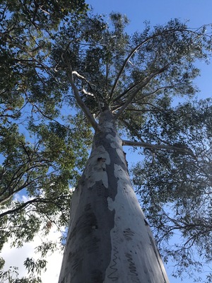 You can't get any more Aussie than this; a gumtree on a sunny day.