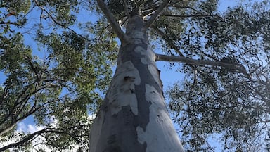 You can't get any more Aussie than this; a gumtree on a sunny day.