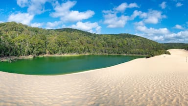 Panorama Lake Wabby on Fraser Island part of the Great Sandy National Park Queensland Australia. The lake is thriving with marine life and will disappear under the sand from The Hammerstone Sandblow.