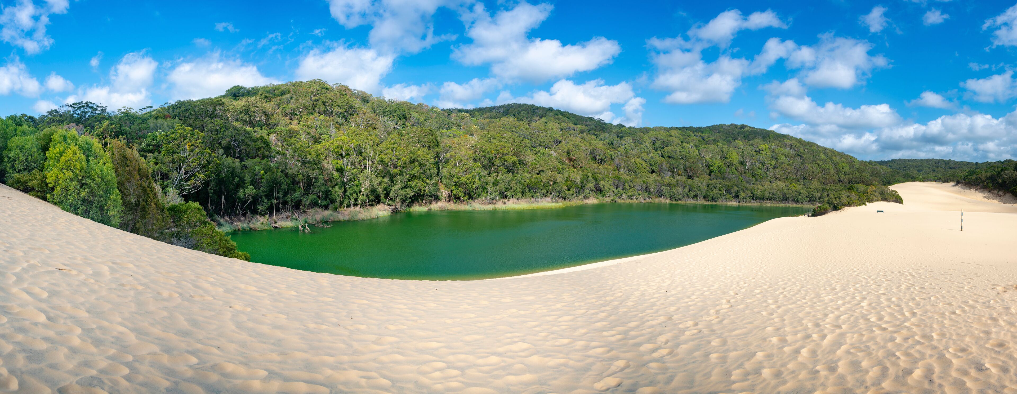 A desert landscape with a green lake surrounded by sand dunes and dense forest.