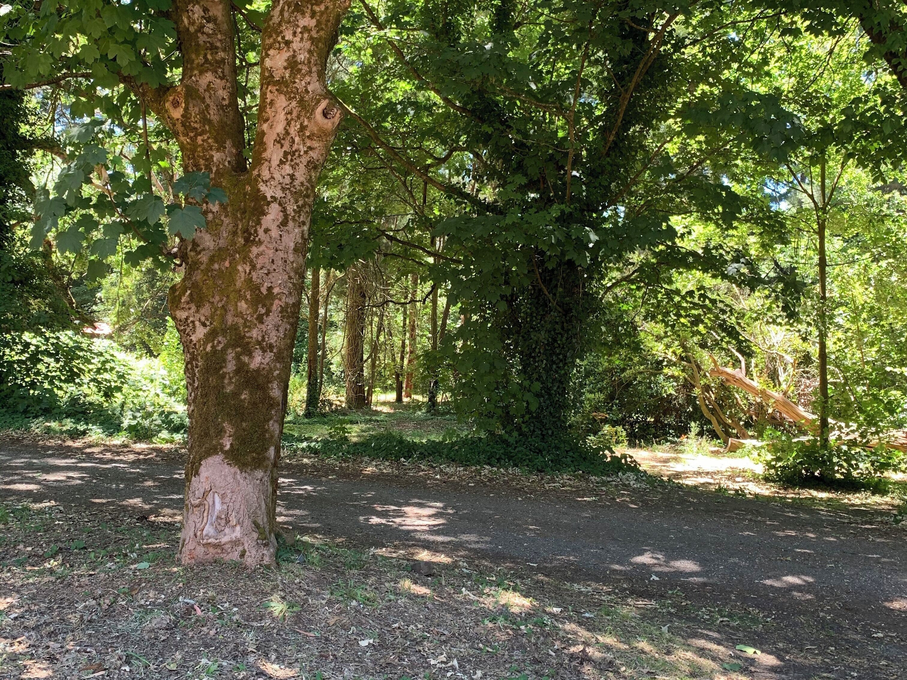 A forested area with a dirt path.